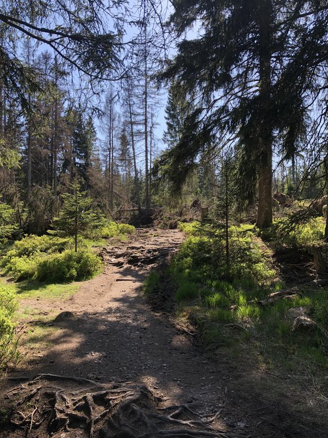 Apartament Hexe II Braunlage Zewnętrze zdjęcie